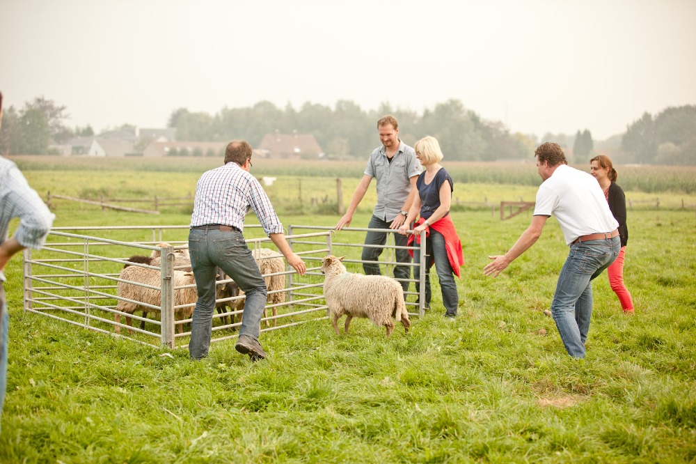 Image Sheep Herding Workshop | TeambuildingGuide